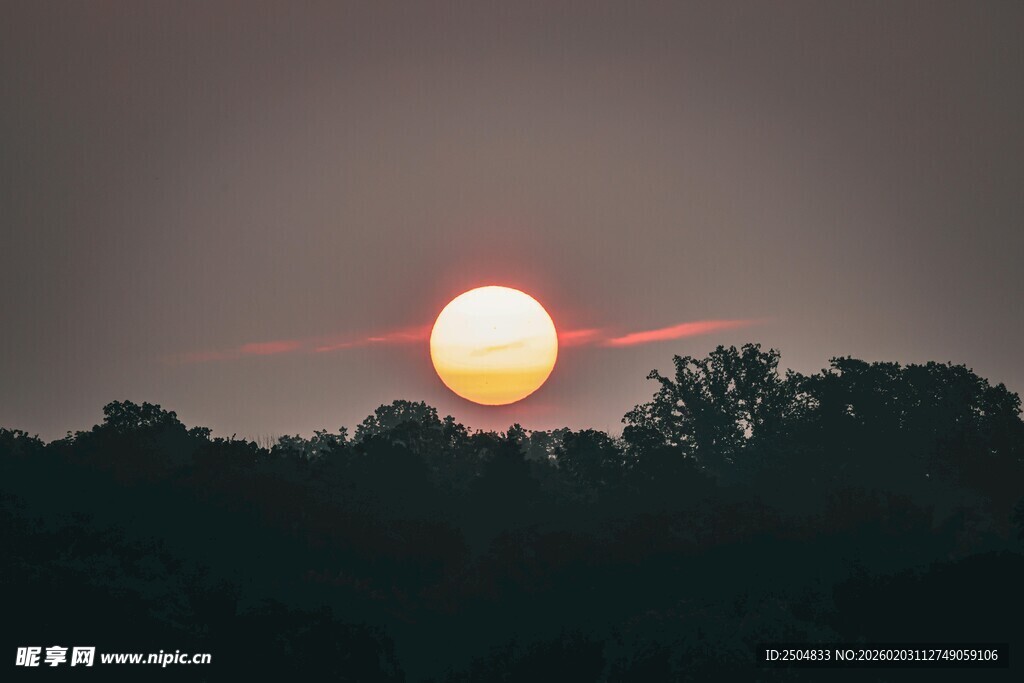 日落时分的树林剪影