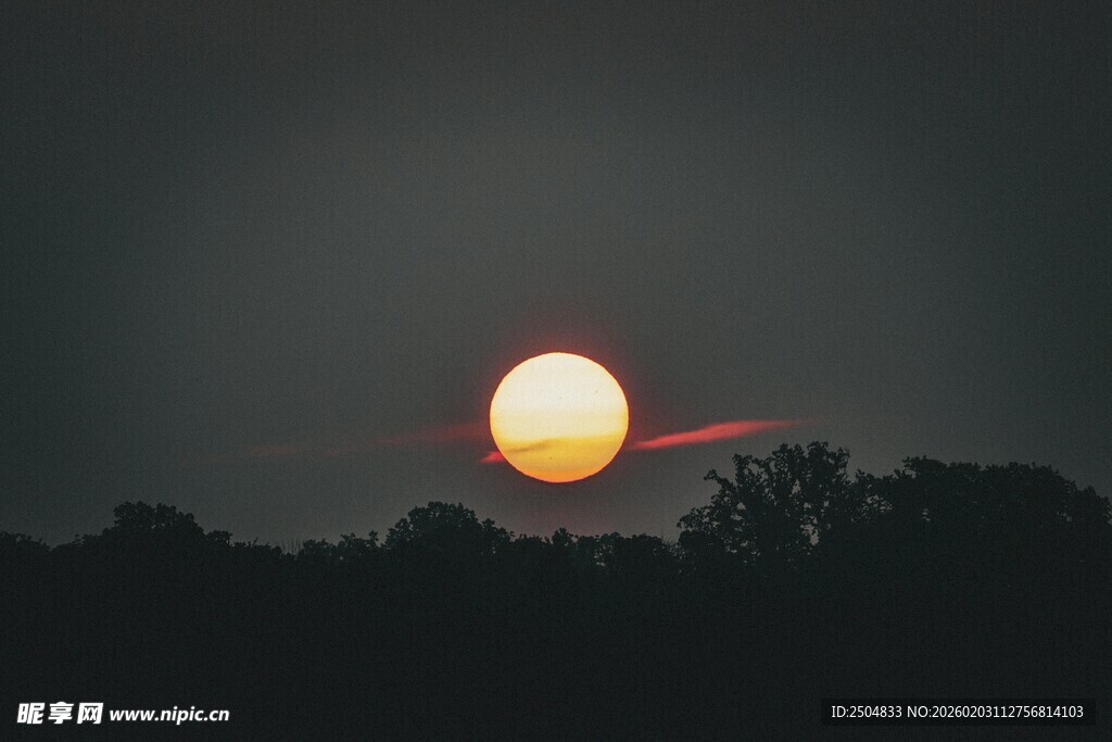 日落时分的树林剪影