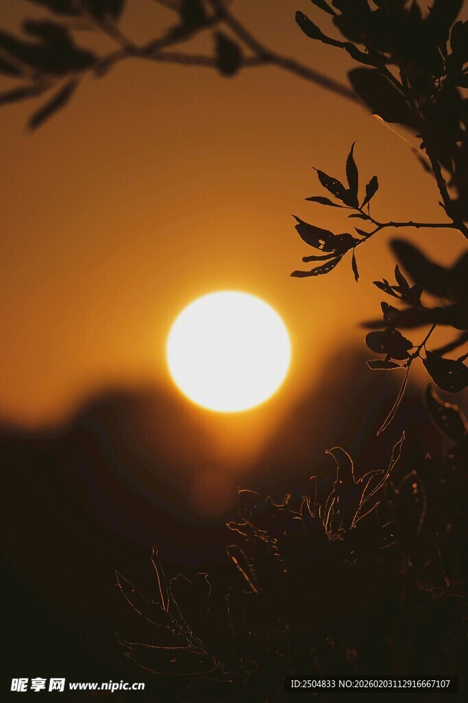 夕阳透过枝叶的美丽景象