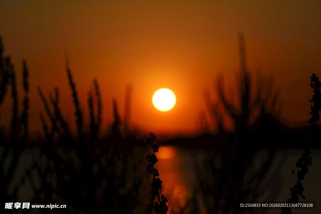 夕阳下的芦苇与波光