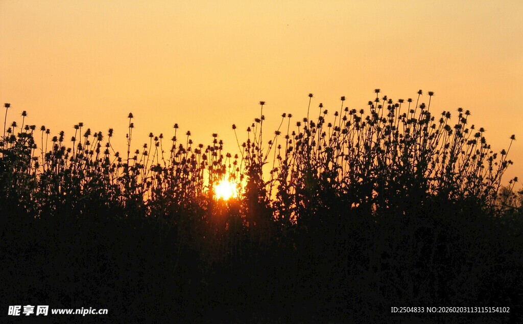 夕阳下的植物剪影
