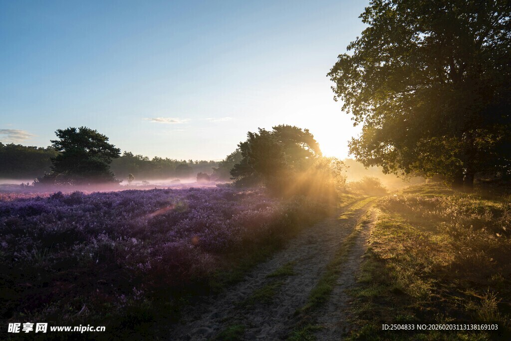 日出下的紫色花田美景