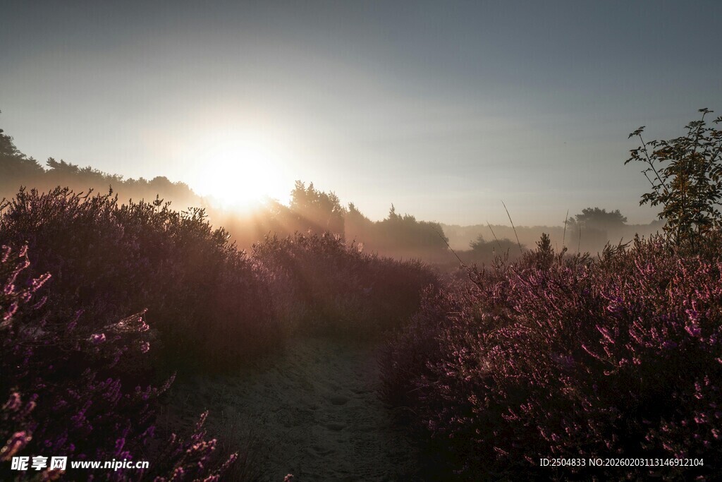 日出下的紫色花田美景