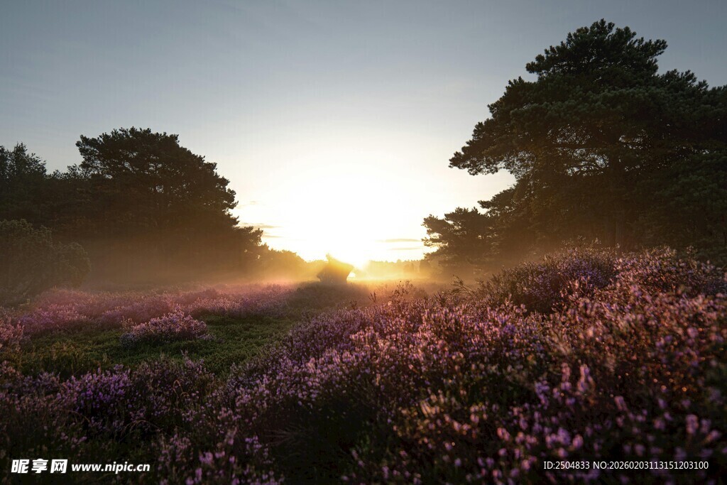 日出下的紫色花海美景