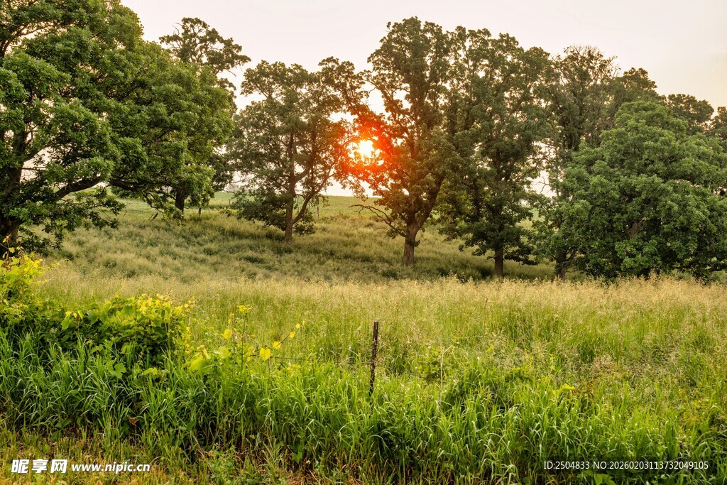 夕阳下绿意盎然的原野