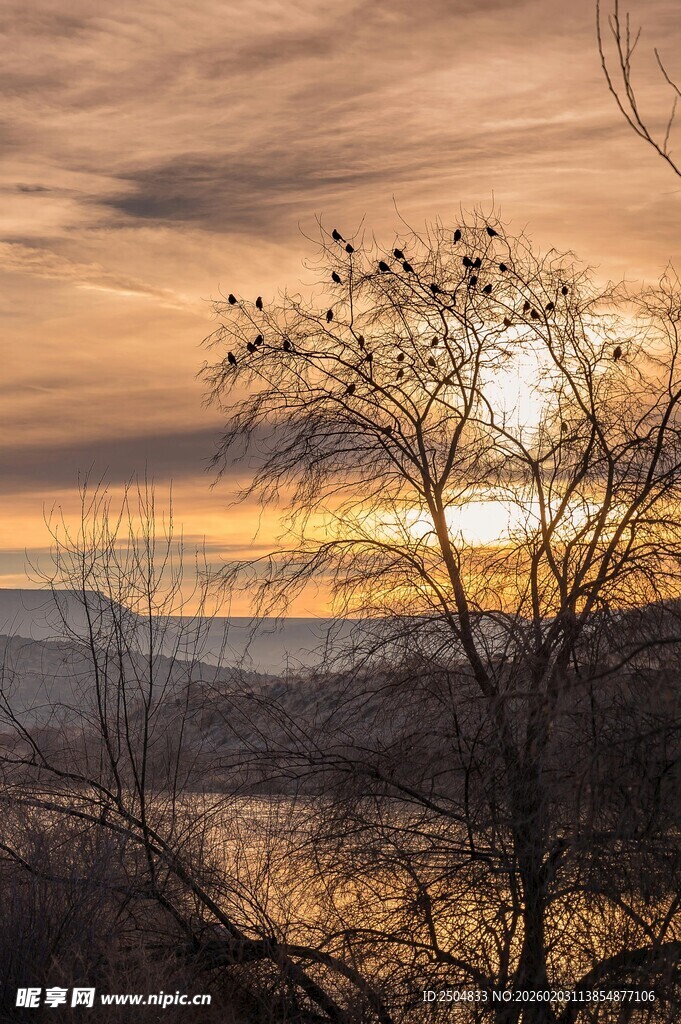 夕阳下的孤树与天际美景