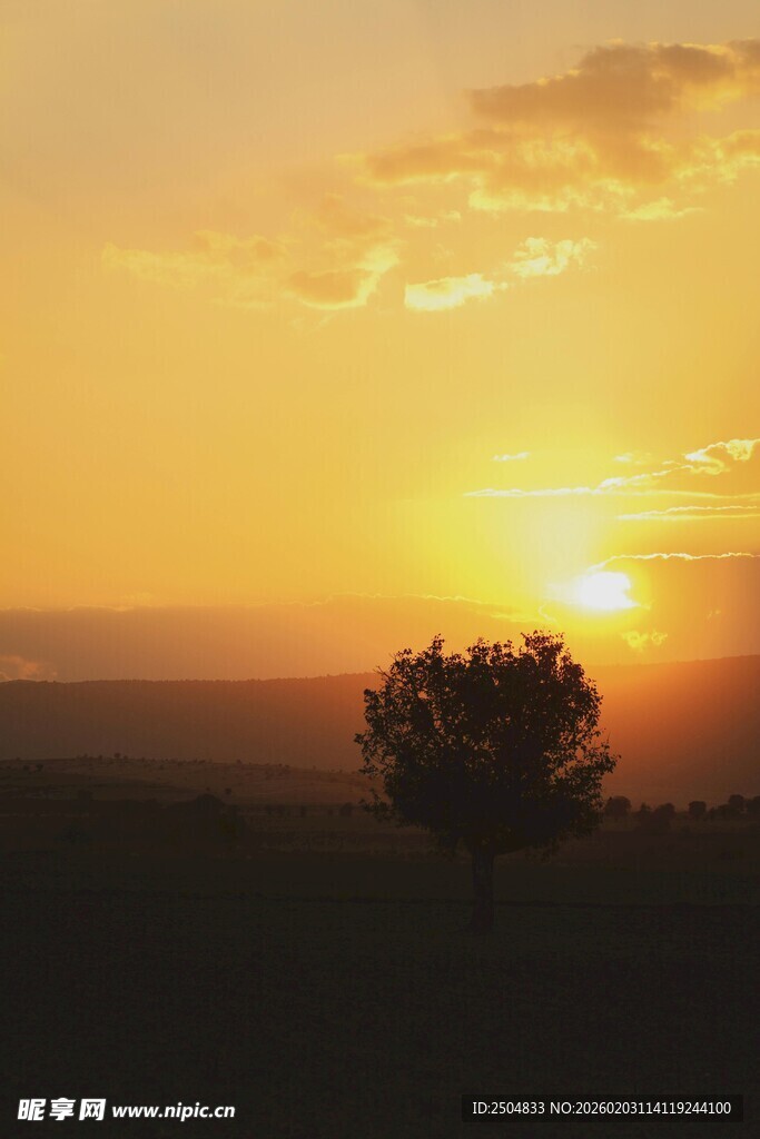 夕阳下的孤树