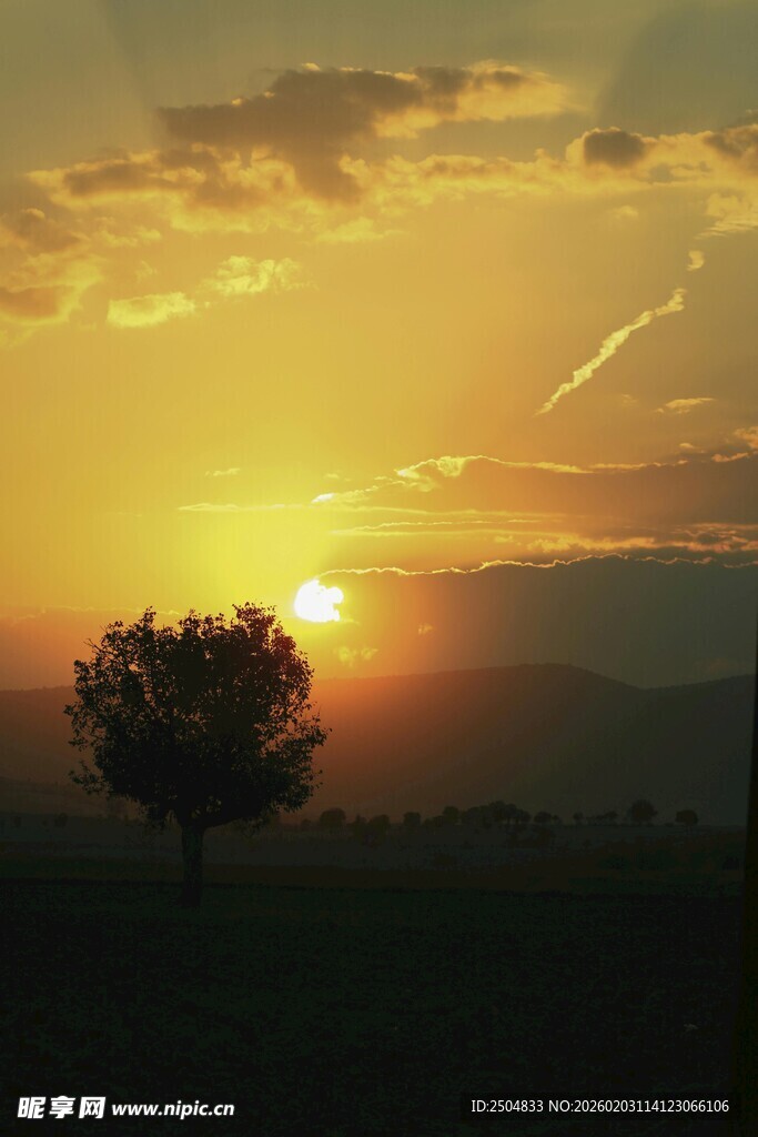 夕阳下的孤独树影