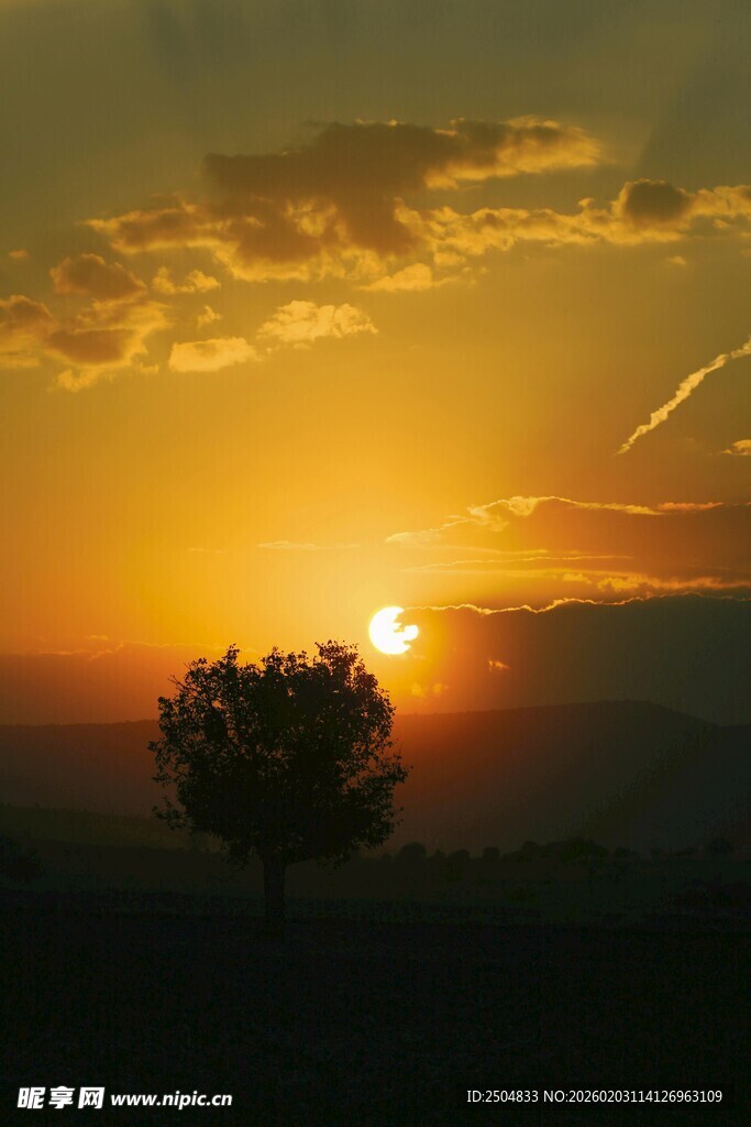 夕阳下孤独的树
