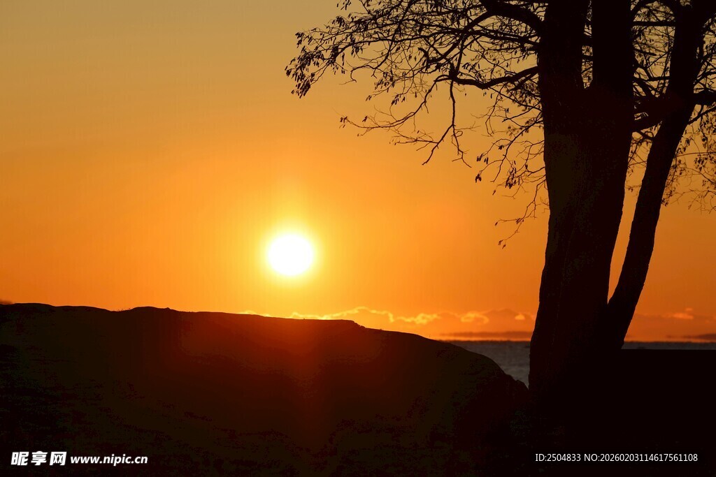 夕阳下的树木剪影