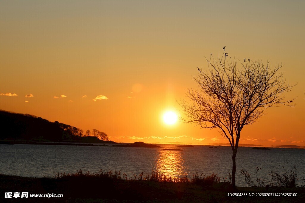 夕阳下湖畔孤树美景