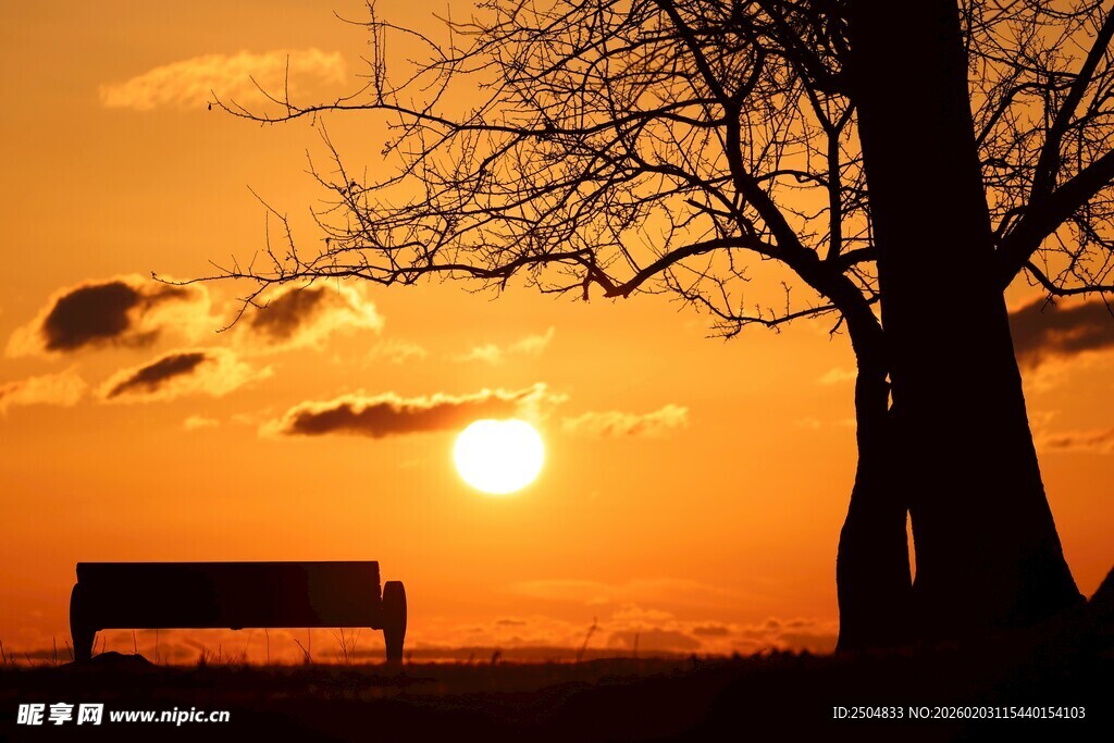 夕阳下的长椅与枯树