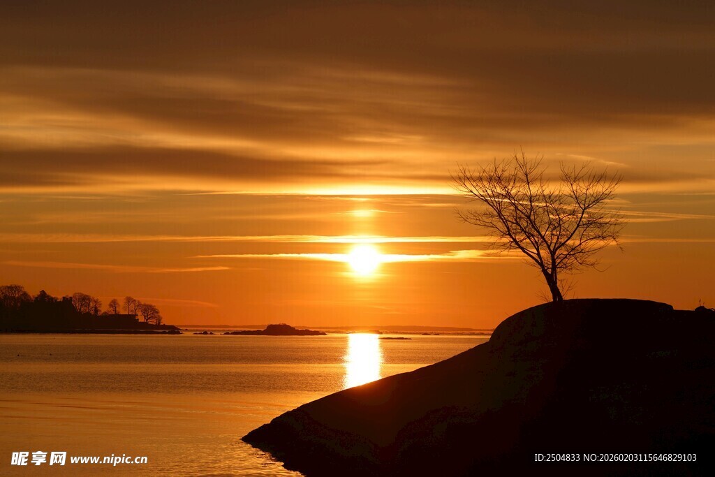 夕阳下孤树矗立湖畔