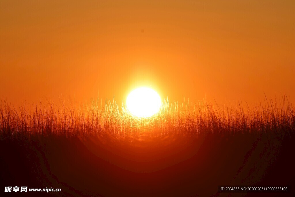 日落时分的金色田野