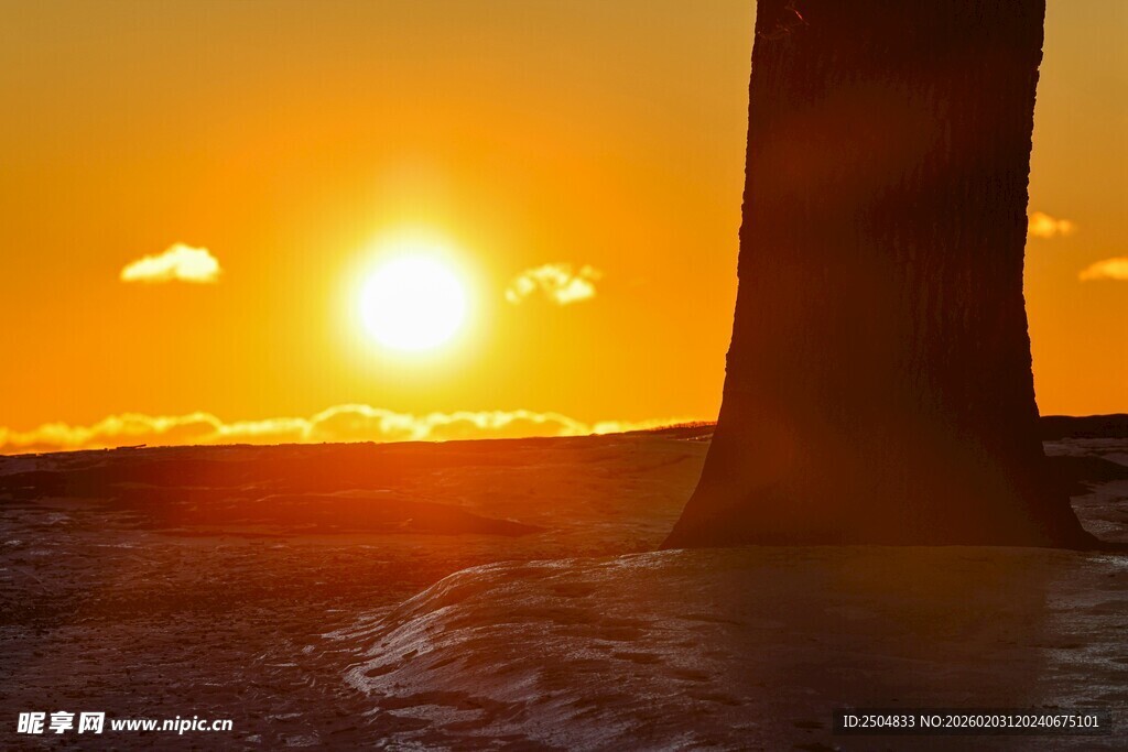 夕阳下的树影与美丽霞光