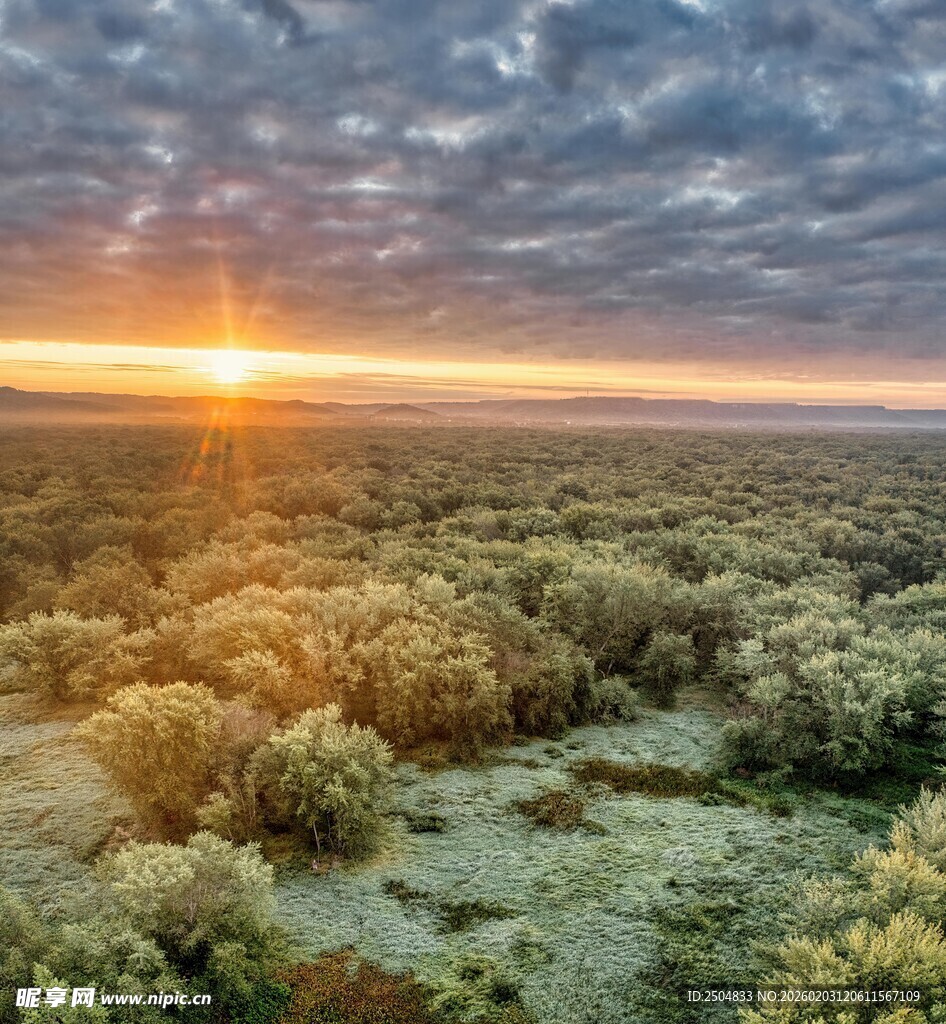 日出时分的广袤森林景观