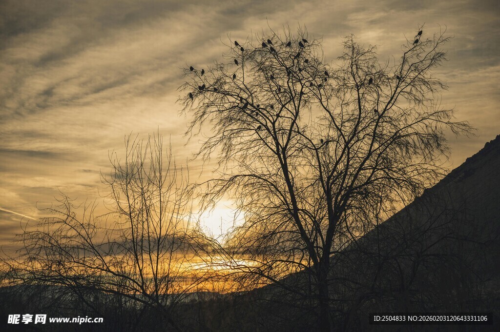 夕阳下的枯树与朦胧远山