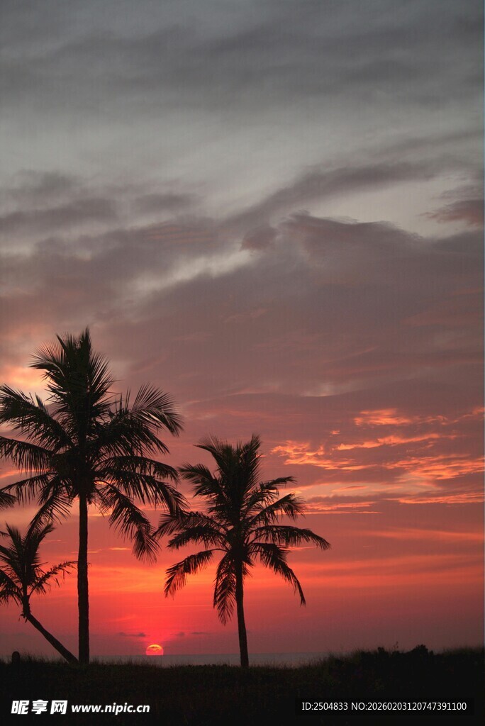 夕阳下的椰树美景