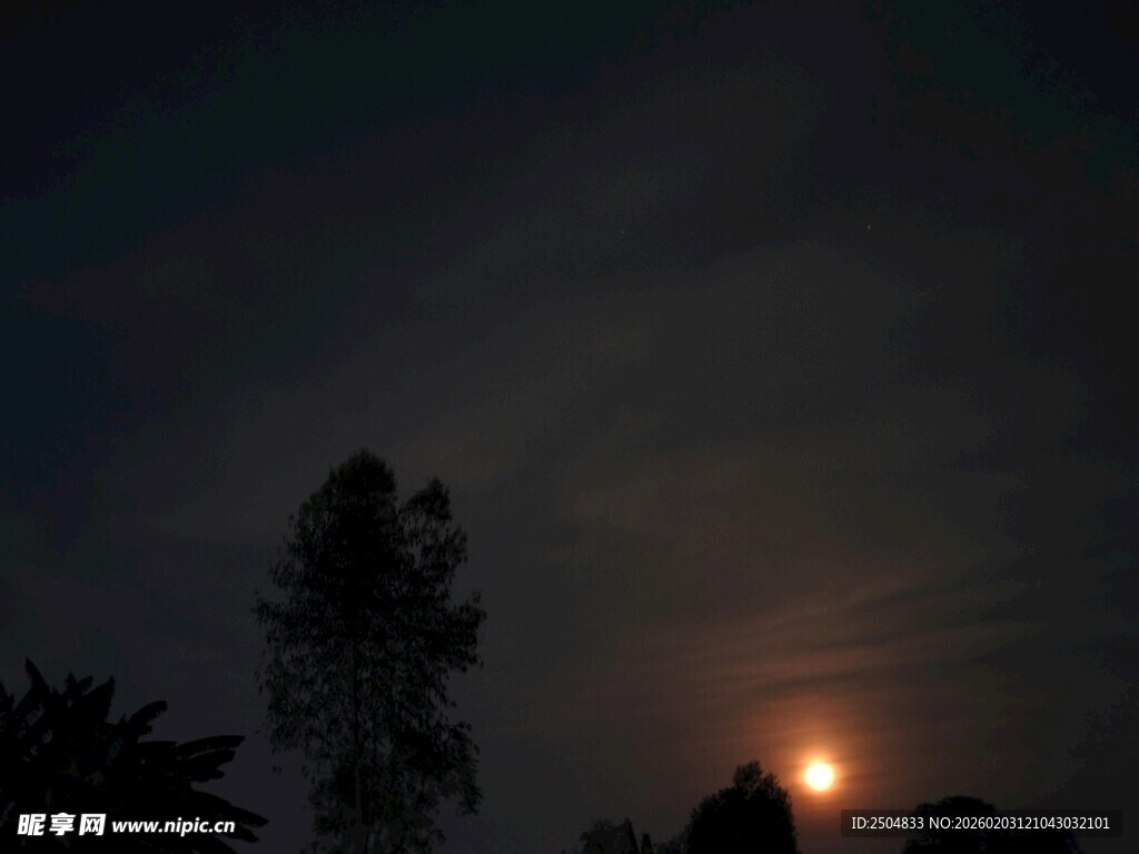 夜幕下的树木与朦胧圆月