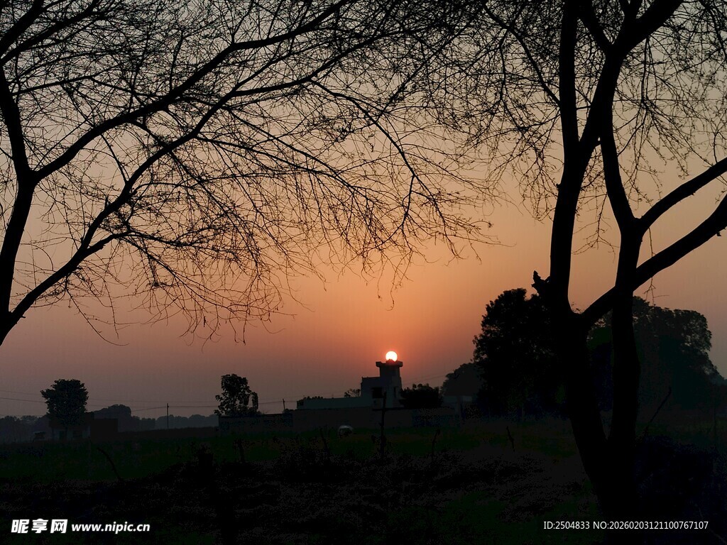夕阳下的树木剪影