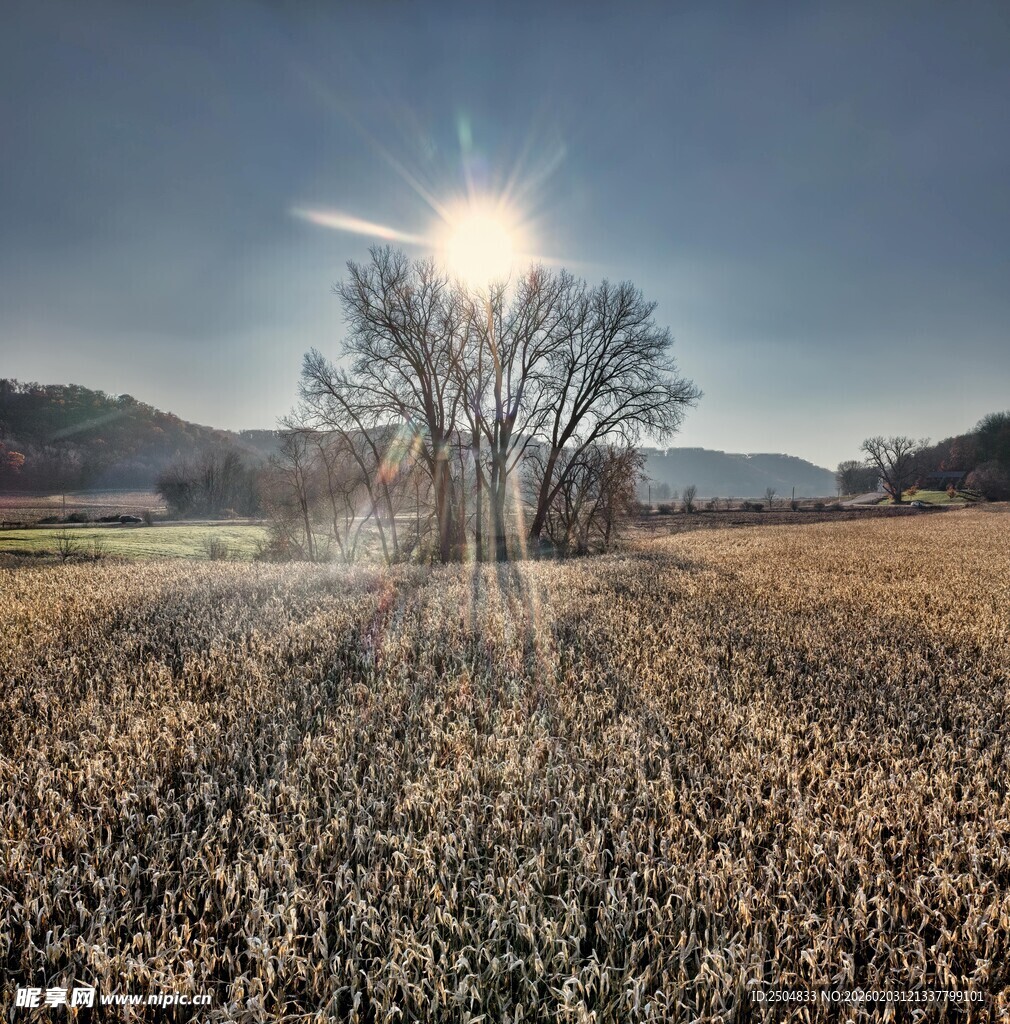 田野阳光树景 自然之美