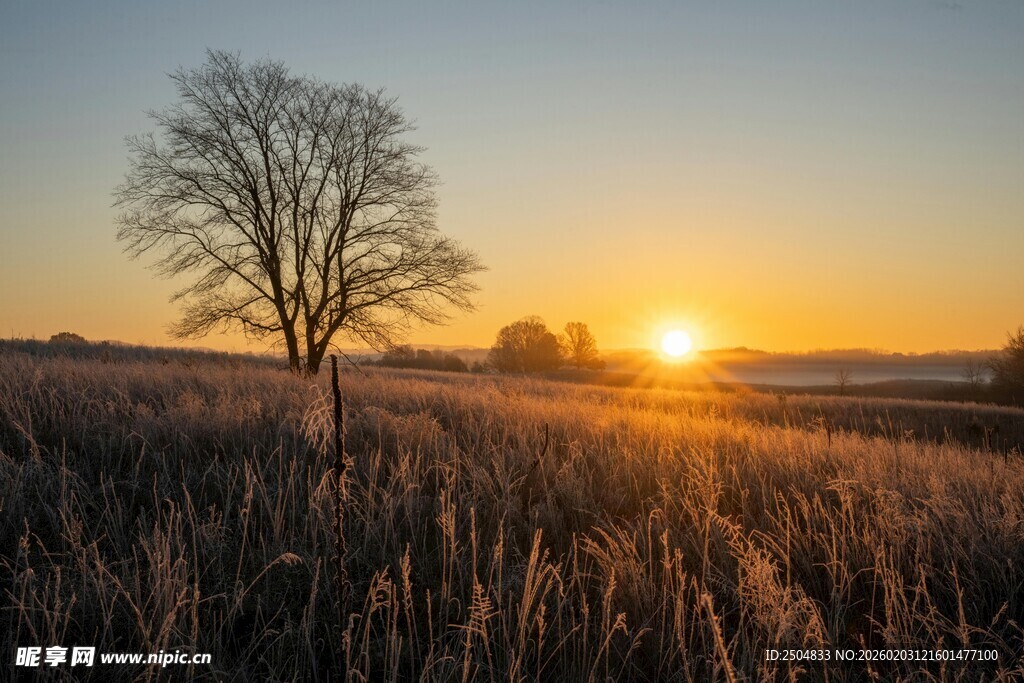 夕阳下的旷野孤树