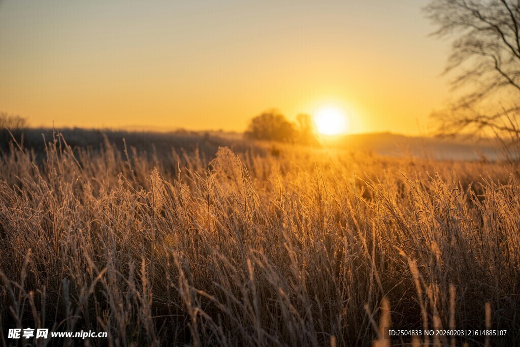 夕阳下的金色芦苇美景