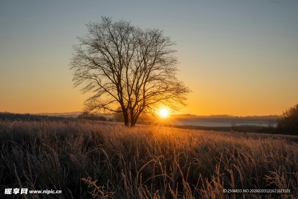 夕阳下的孤树与广袤田野