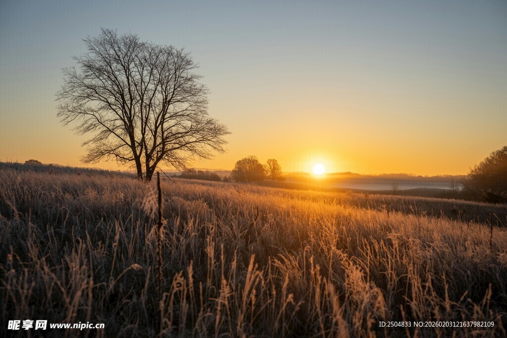 夕阳下的旷野孤树