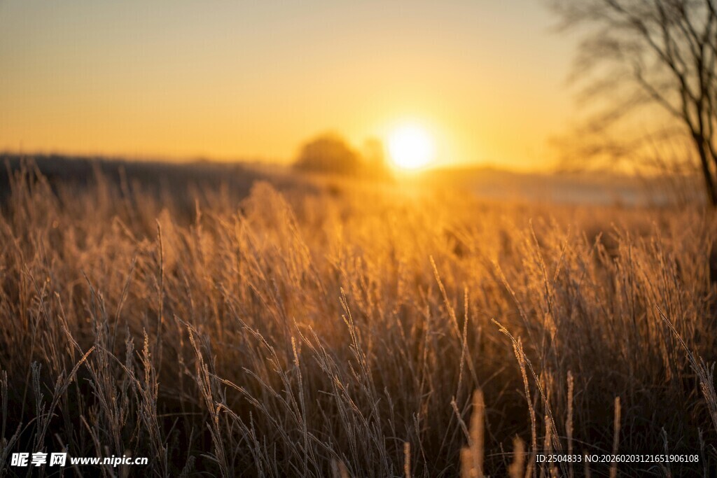 夕阳下的金色芦苇美景