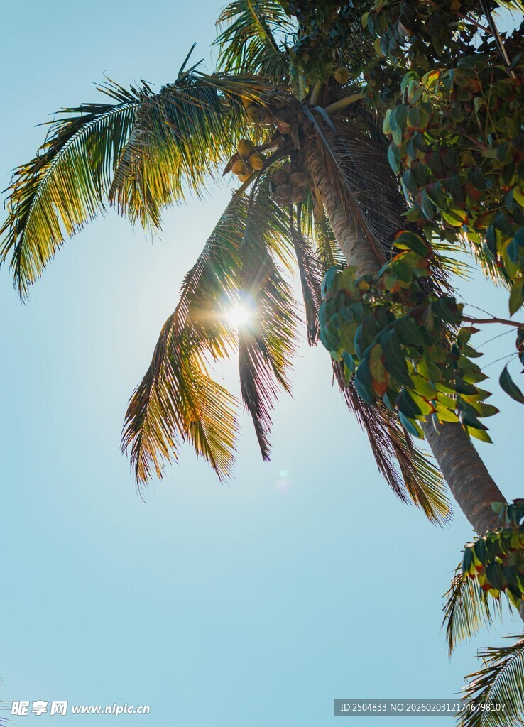 阳光下的棕榈树