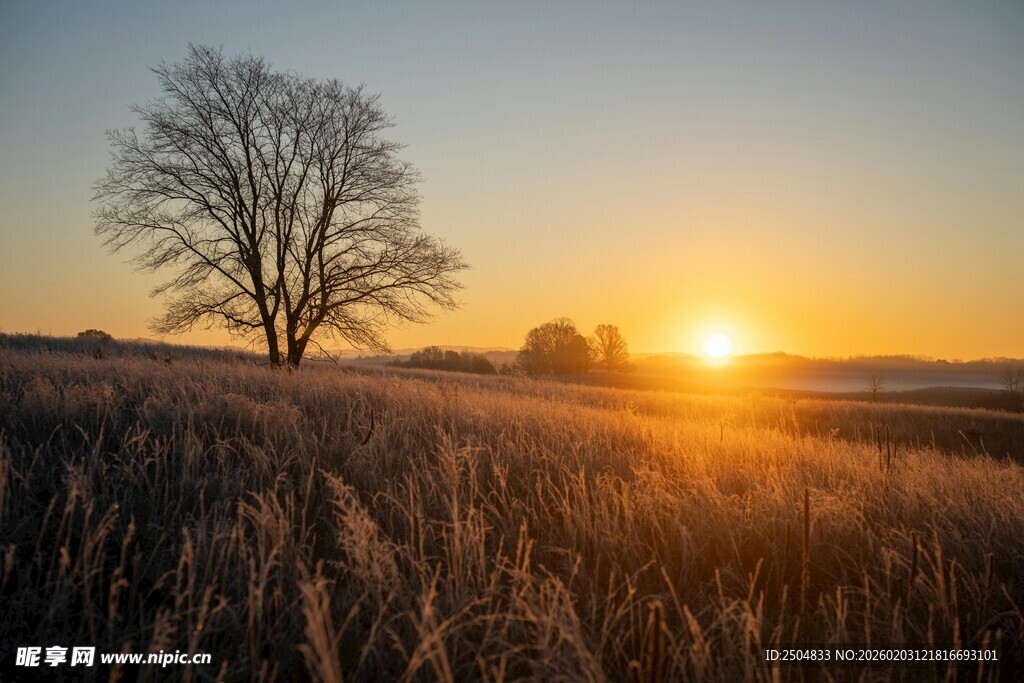 夕阳下的旷野孤树