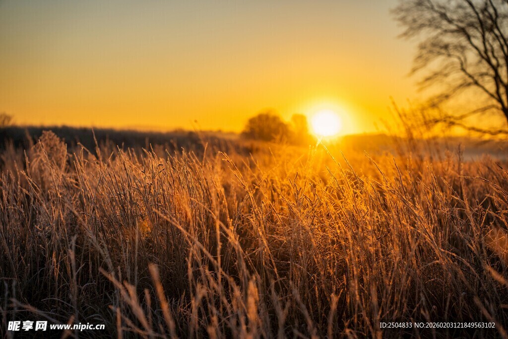 夕阳下的金色草地美景