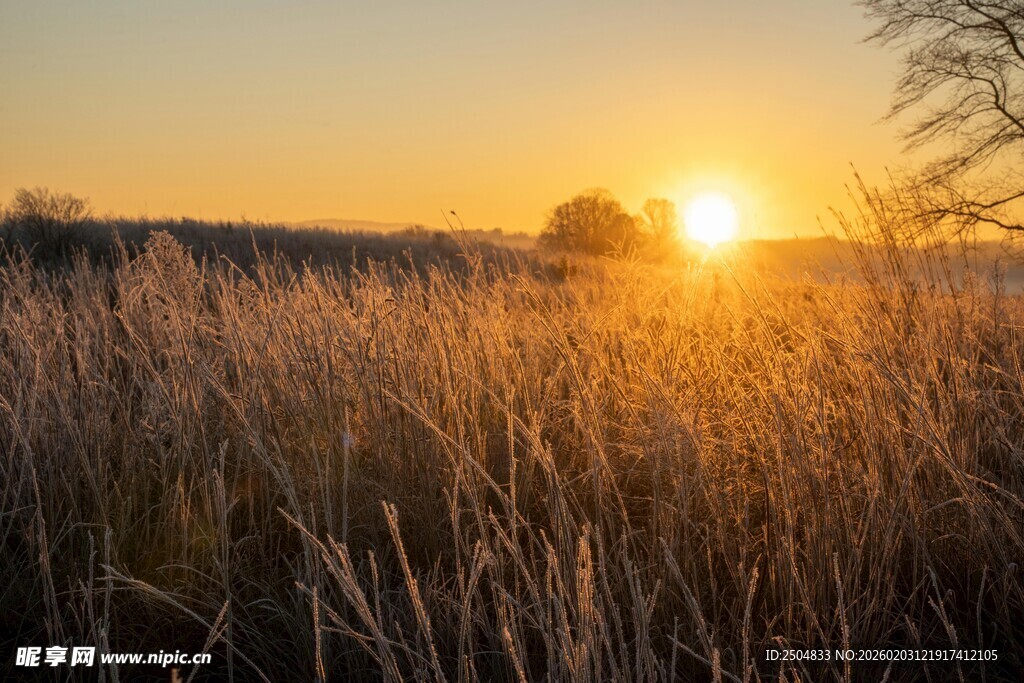 夕阳下的金色草地美景