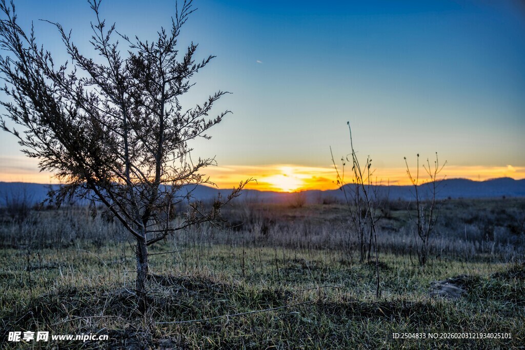 日落旷野孤树美景