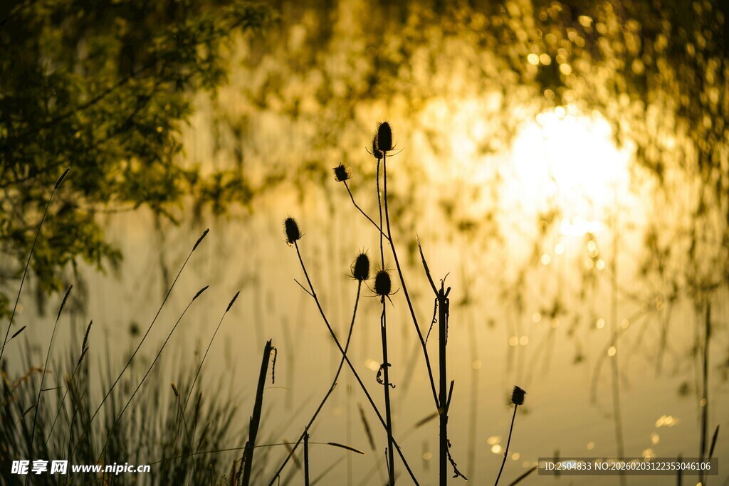 夕阳下的芦苇美景