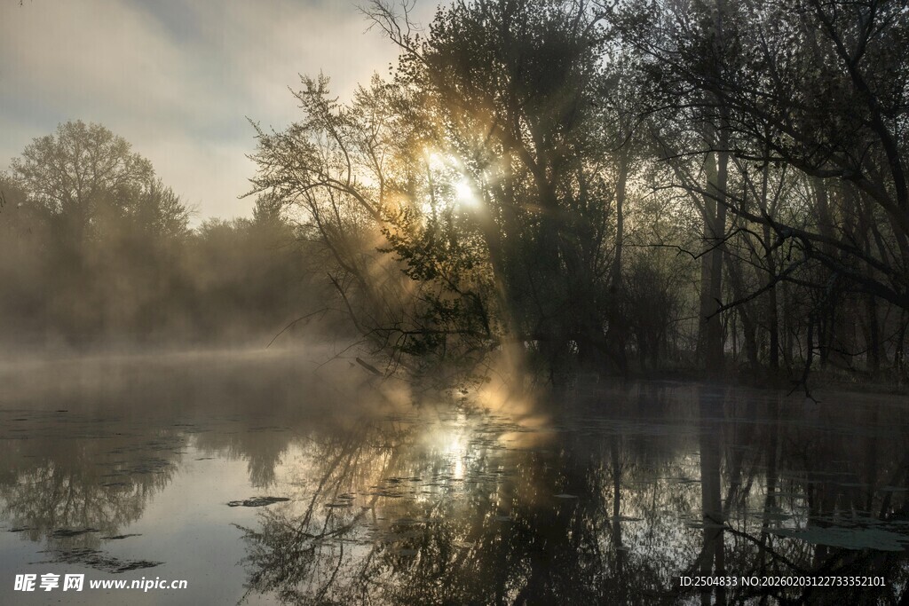 晨雾中的湖畔树林美景