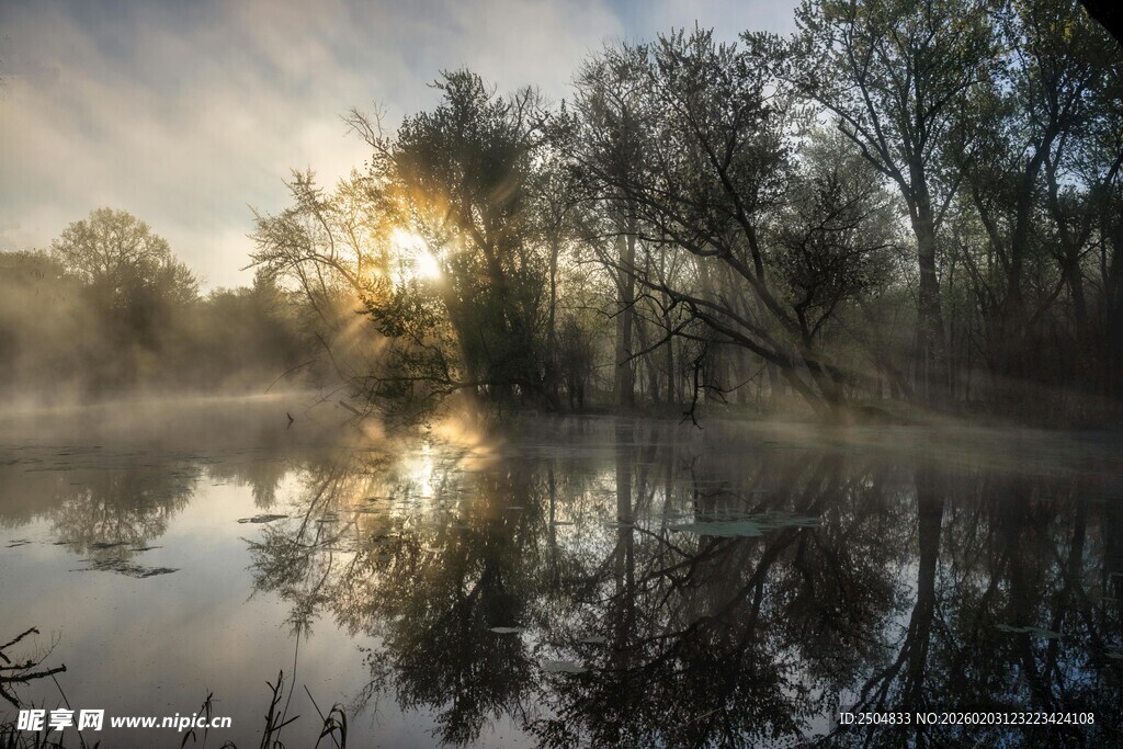 晨雾中的静谧湖景树林