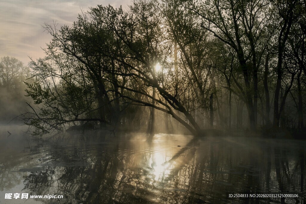 晨雾中树林的光影美景