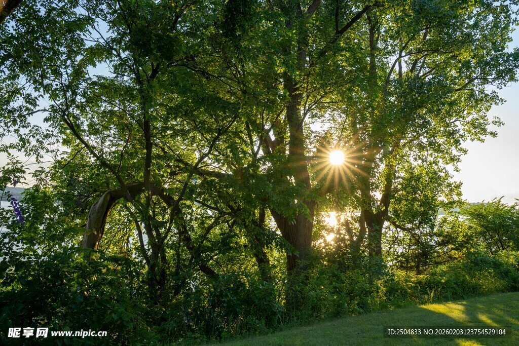 林间晨光 绿意盎然的美景