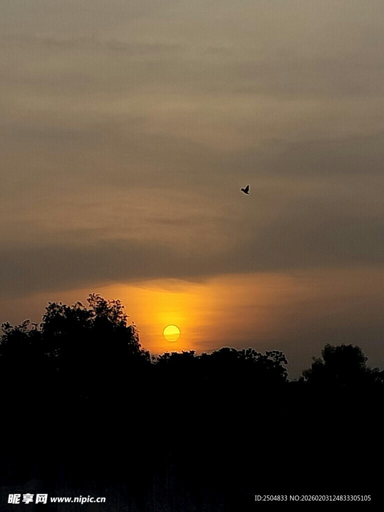 日落时分的树林剪影