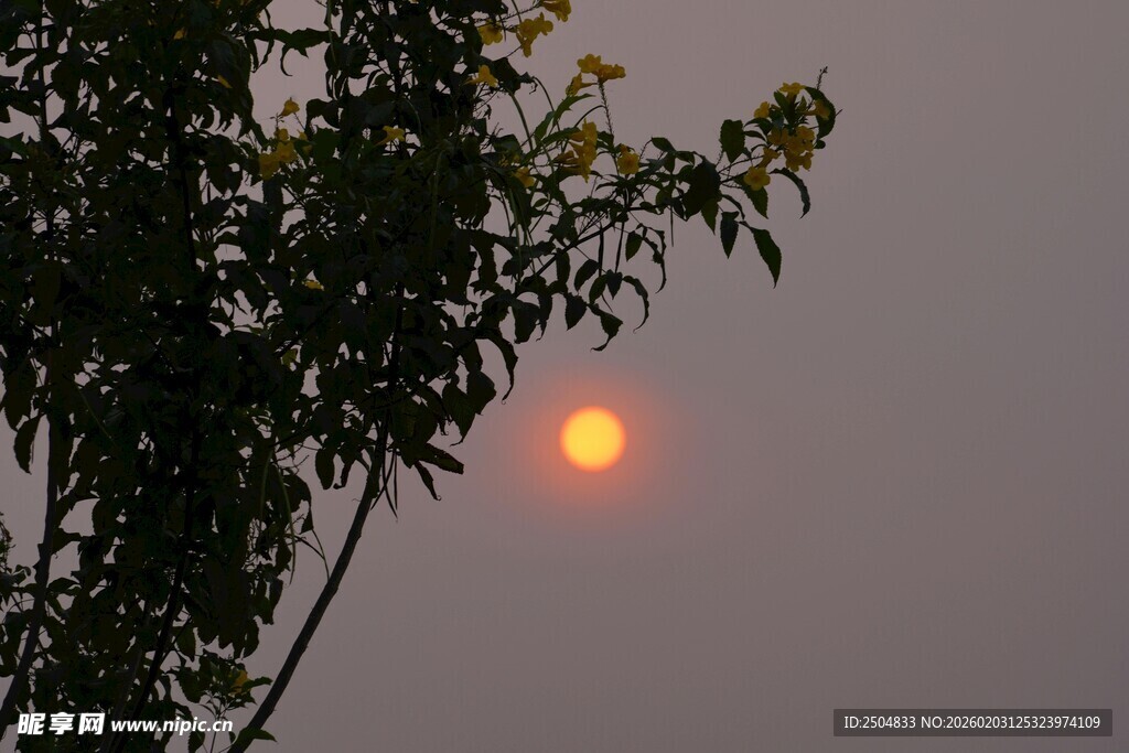 夕阳透过枝叶洒下美景