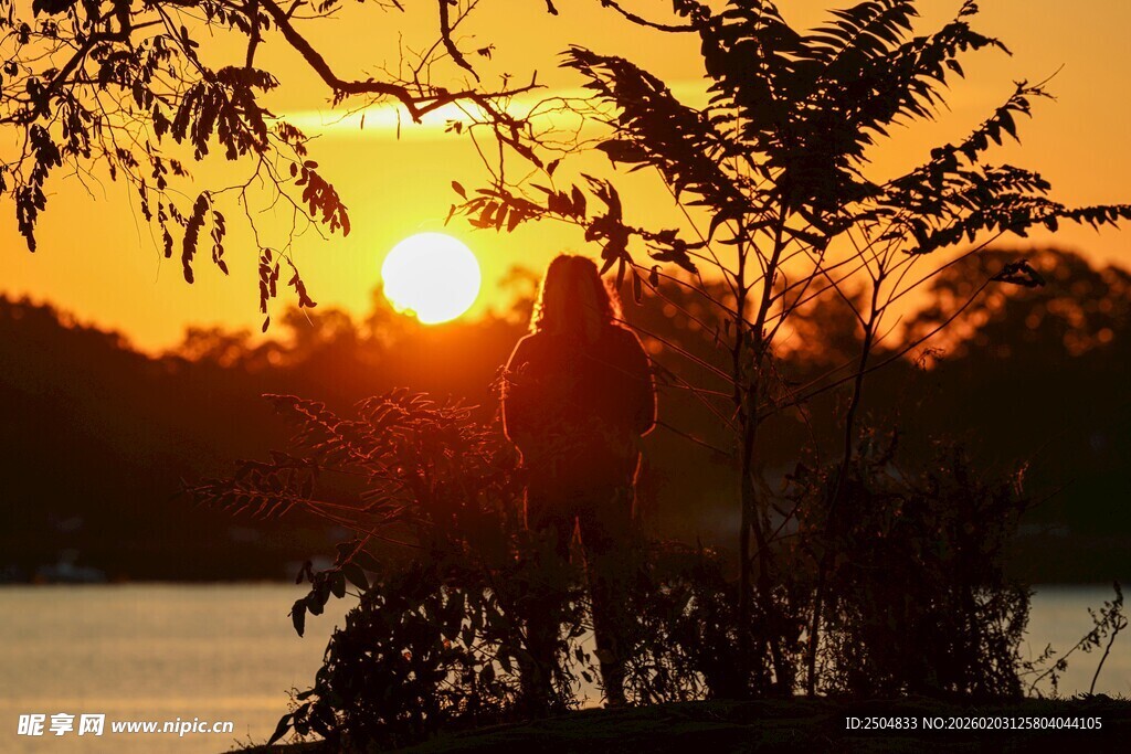 湖畔夕阳下的树木剪影