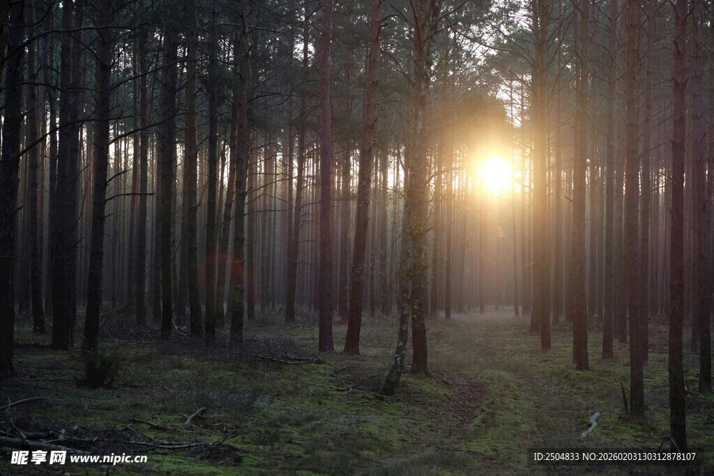 林间日出美景