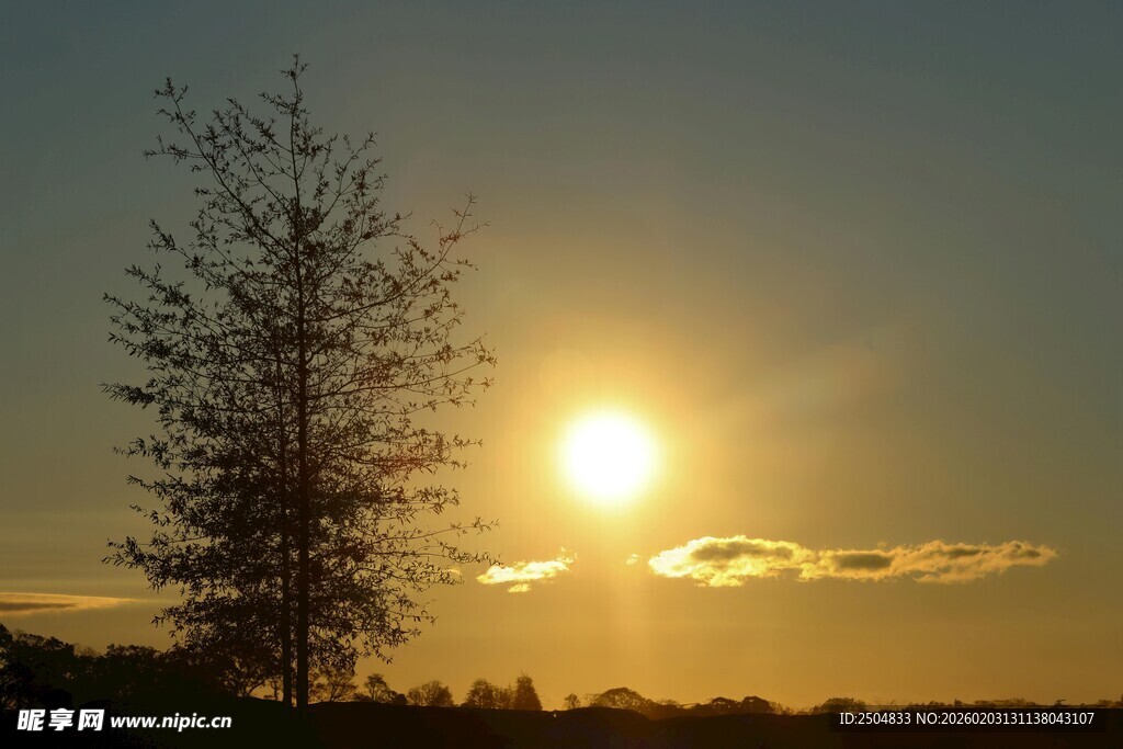 夕阳下的孤树美景
