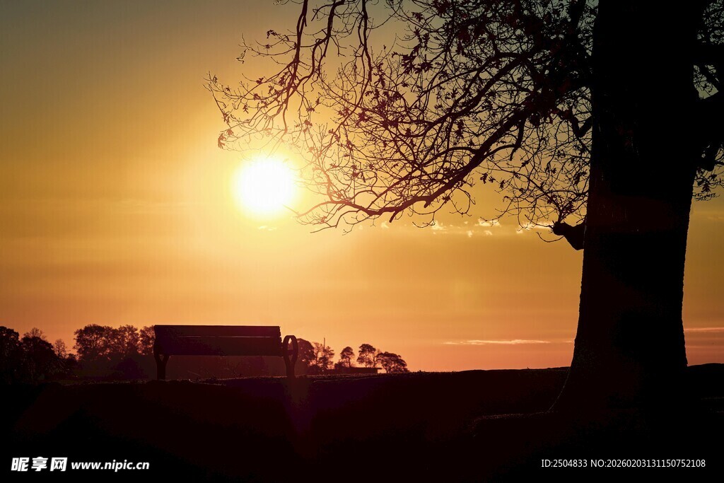夕阳下的树与远处景象