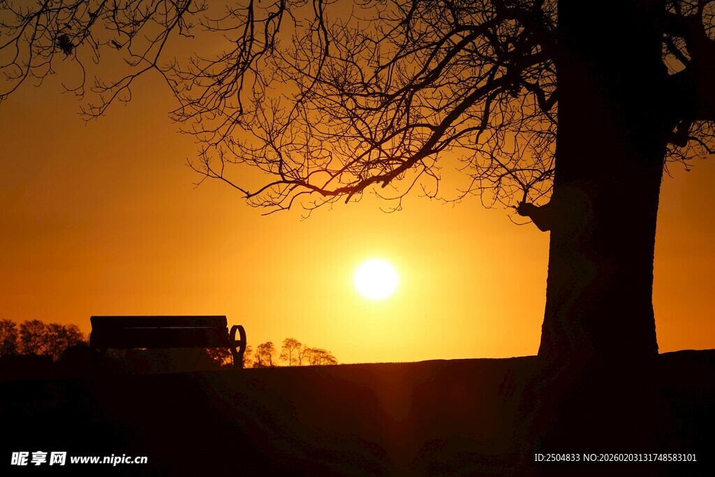 夕阳下的孤树剪影