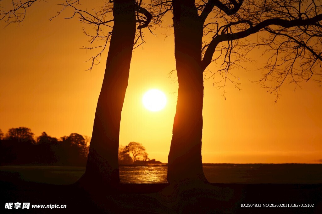 夕阳下的双树美景
