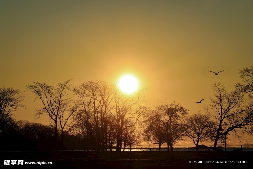 夕阳下的树木与飞鸟