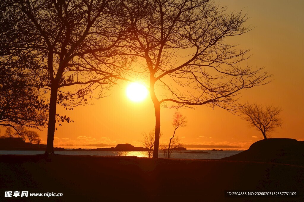 夕阳下的树木剪影
